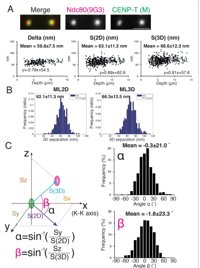 Figure 3. Mean Delta, 2D, and 3D separations between Hec1-9G3 and CENP-T (M). (A) Representative immunofluorescent (IF) images (top) and plots of Depth verses Delta, S(2D) and S(3D) for the separation between CENP-T(M) and Hec1-9G3 (bottom)