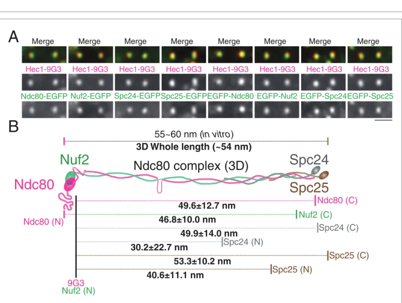 Figure 4. 2D/3D co-localization measurements of a structural standard, the extended Ndc80 complex