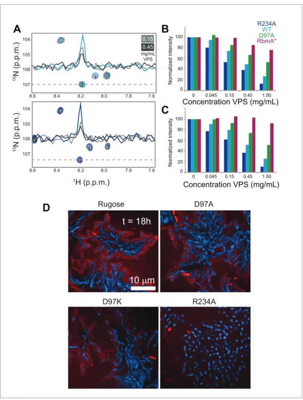 Figure 5. VPS binding induces formation of higher order structures in full-length RbmA dimers