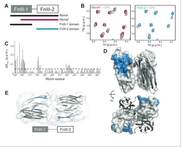 Figure 6. RbmA FnIII-2 domain binds VPS. (A) Schematic representation of RbmA structure