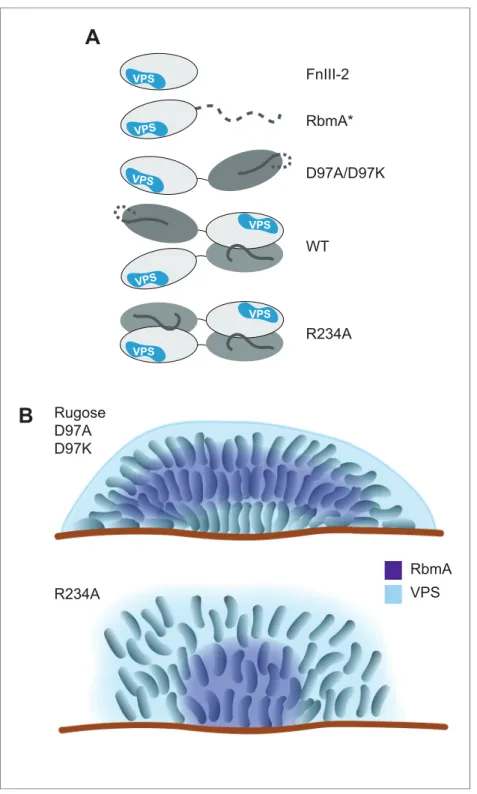 Figure 7. Models of various RbmA variants and their involvement in biofilm formation. (A) Cartoon models representing the various RbmA oligomerization and switch states