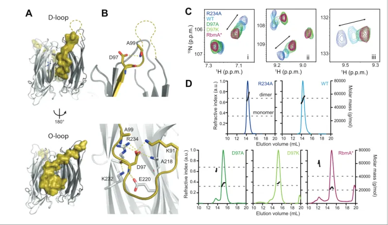 Figure 1. RbmA binary switch regulates dimerization. (A) Two views of the RbmA dimer structure (PDB: 4KKP) with the FnIII-1 domain binary switch depicted in its two states (D-loop, O-loop) via surface representation (olive)