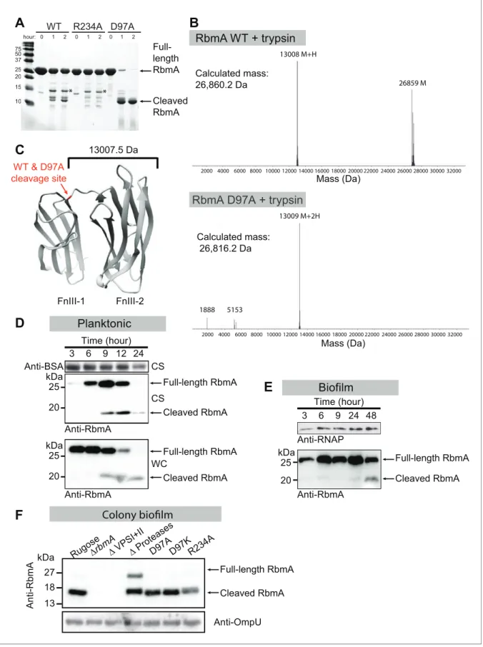 Figure 2. Switch mutations at D97 and R234 exert changes in the global structure of RbmA
