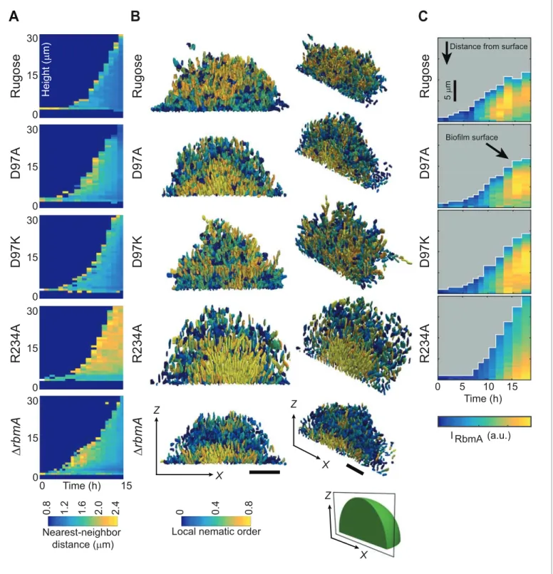 Figure 4. Biofilm development at single-cell resolution. (A) Average nearest-neighbor distance between individual cells, measured as a function of time and height of a biofilm colony