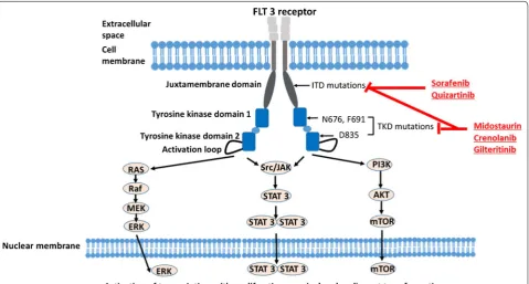 Fig. 1 FLT3 kinase signaling pathway and sites blocked by FLT3 inhibitors. Sorafenib and quizartinib inhibit only FLT3–ITD mutations, while midos-taurin, crenolanib, and gilteritinib inhibit both FLT3–ITD and FLT3 TKD mutations
