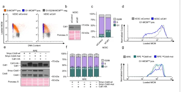 Figure supplement 1. Manipulating MCM loading factors alters MCM loading rates.