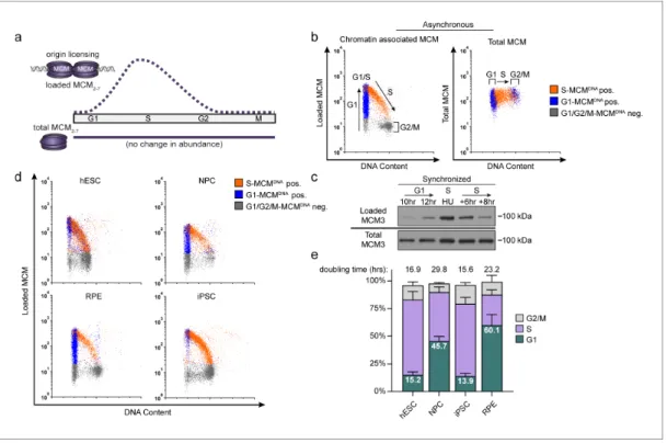 Figure 1. Pluripotent stem cells load MCMs faster than differentiated cells. (a) DNA-loaded MCM levels increase in G1 and decrease in S phase, whereas total MCM protein levels are constant throughout the cell cycle