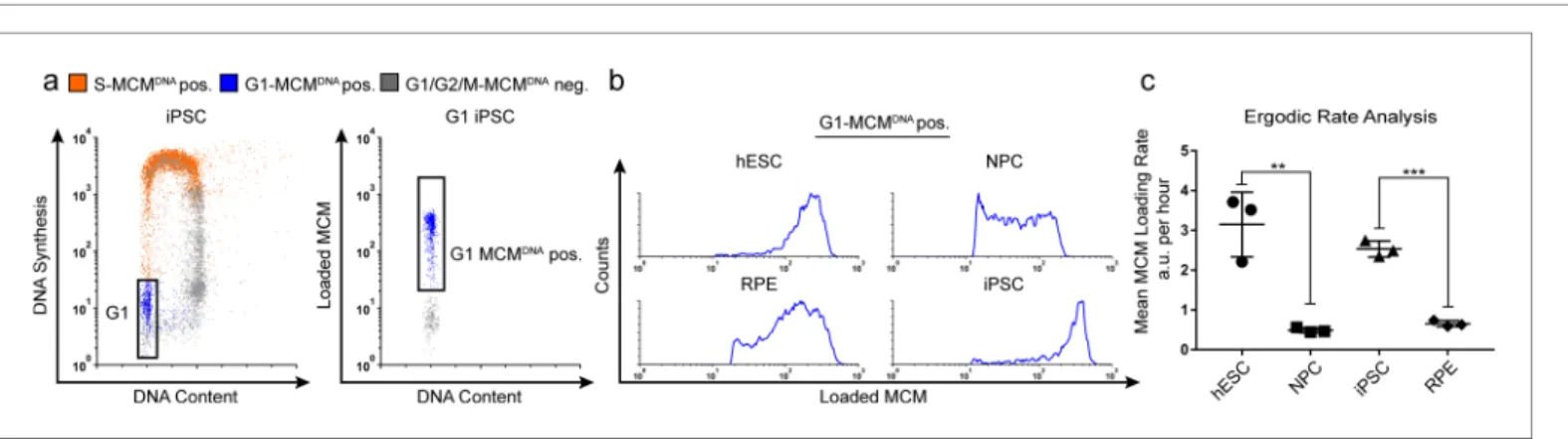 Figure 2. Quantification of MCM loading rate by ergodic rate analysis. (a) Gating scheme for chromatin flow cytometry of iPSCs measuring DNA content (DAPI), DNA synthesis (EdU incorporation), and loaded MCM (anti-MCM2); this sample is from Figure 1d