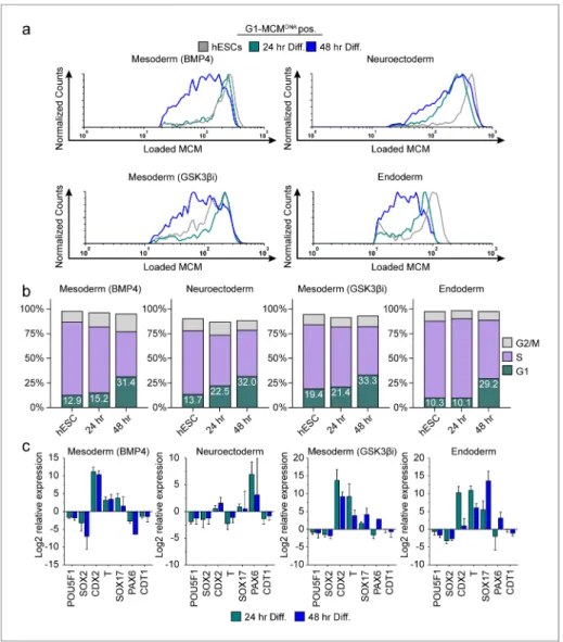 Figure supplement 1. Stem cell differentiation.