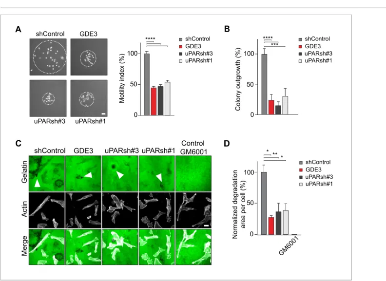Figure supplement 1. GDE3 overexpression suppresses the uPAR-vitronectin-dependent phenotype in Hs578T breast cancer cells.