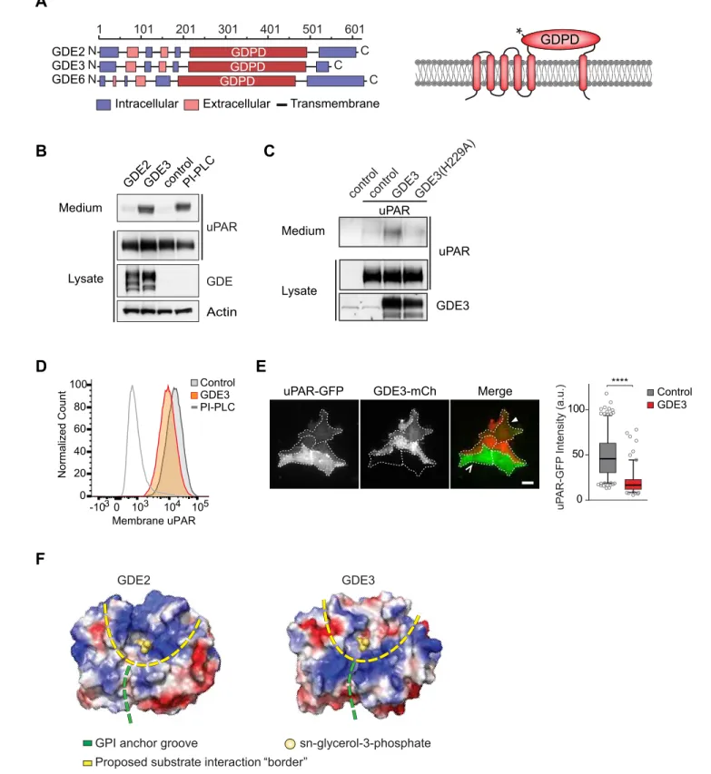 Figure 1. GDE3, but not GDE2, sheds uPAR from HEK293 cells. (A) Domain structure of GDE2, GDE3 and GDE6 (left panel), and the transmembrane scheme of GDE3 (right panel)