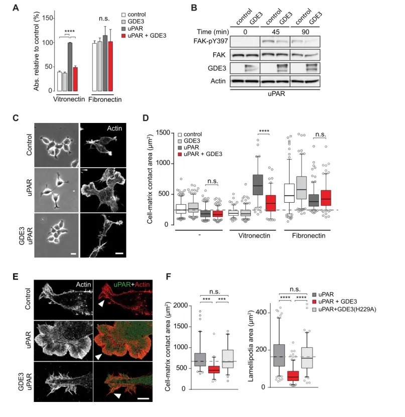 Figure 3. GDE3 suppresses uPAR activity in HEK-uPAR cells. (A) uPAR confers increased adhesion to vitronectin, but not fibronectin, which is prevented by GDE3 expression (n = 3, mean ±SEM), ****p<0.0001; n.s., not significant