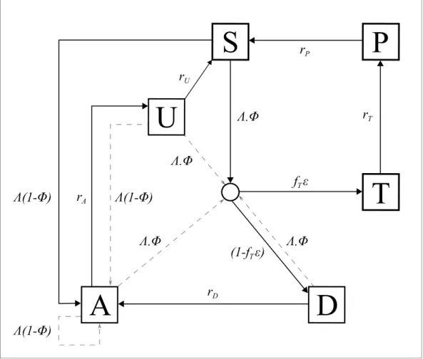 Figure 5. Transmission Model. Flow diagram for the human component of the transmission model, with dashed arrows indicating superinfection