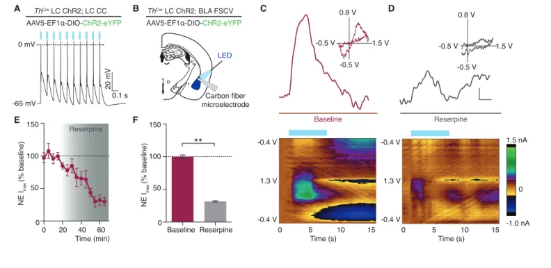 Figure 2. Photostimulation of LC terminals in the BLA releases norepinephrine. (A) LC neuron firing reliably to 10 Hz optical stimulation (CC=whole cell current clamp)