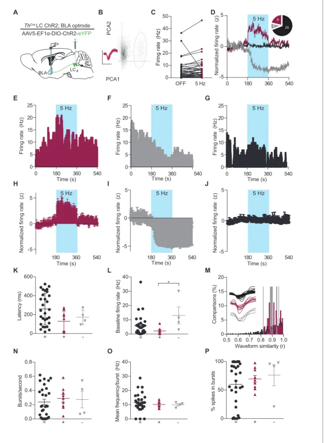 Figure 3. Photostimulation of LC terminals in the BLA alters neuronal activity. (A) Schematic illustrating single-unit extracellular recording paradigm of BLA neurons modulated by ChR2-expressing LC-BLA terminals