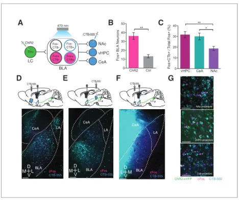 Figure 4. Photostimulation of LC terminals in the BLA preferentially activates BLA circuitry associated with anxiety- anxiety-like behavior