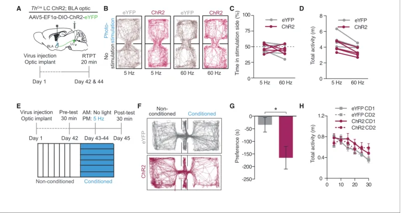 Figure 5. Photostimulation of LC terminals in the BLA causes conditioned aversion. (A) Cartoon of viral and fiber optic delivery strategy and calendar of real-time place testing studies