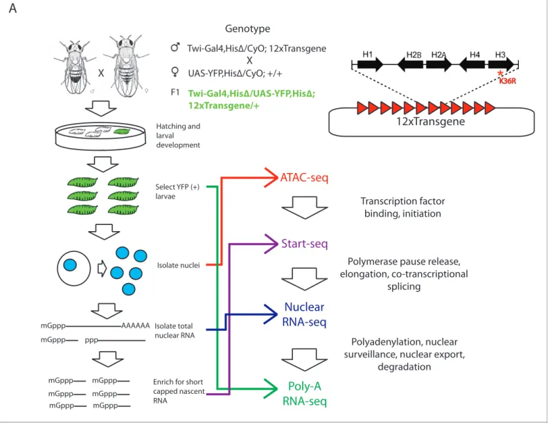 Figure 1. Strategy for interrogating the transcriptomic life cycle of H3K36R animals. (A) Schematic of experimental high-throughput sequencing methods applied to H3K36R animals
