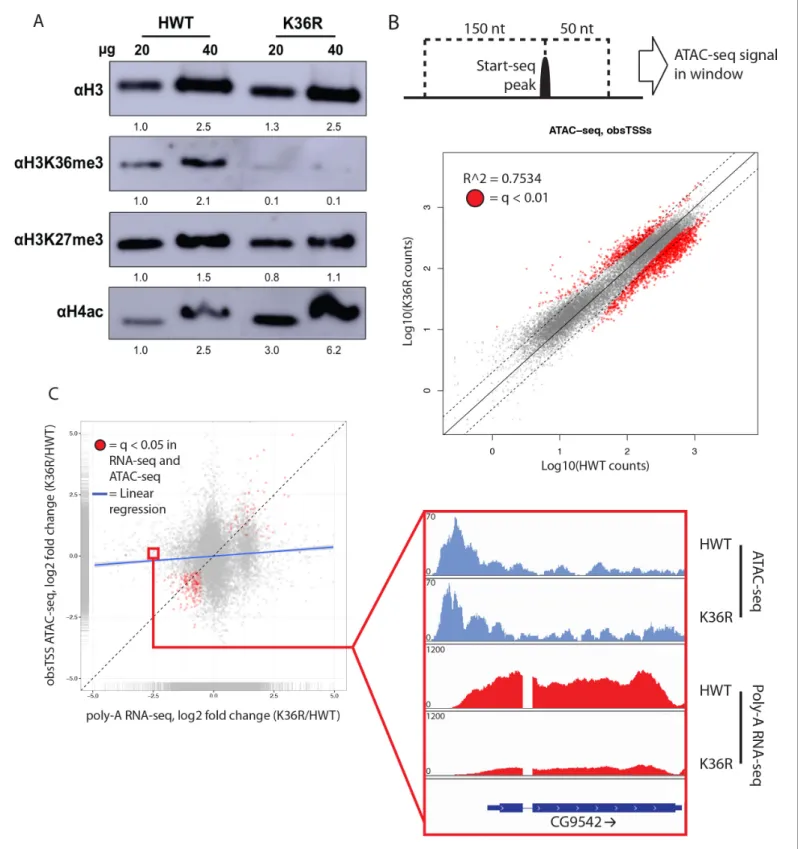 Figure 3. H4 acetylation enrichment in mutants does not result in open-chromatin-dependent changes in gene expression