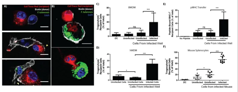 Figure 4. Plasma membrane protein transfer correlates with bacterial transfer. (A) Fluorescence micrographs of BMDMs before, during, and after trogocytosis