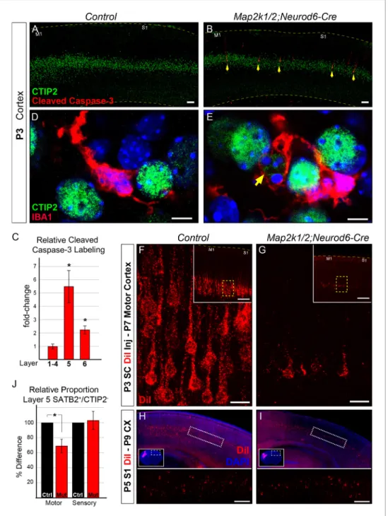 Figure 4. Initiation of layer 5 neuron death by P3 in Map2k1/2;Neurod6-Cre mutants. (A–B) Representative confocal images of immunolabeling for cleaved activated caspase-3, a well-known marker of neuronal apoptosis in P3 control (A) and Map2k1/2;Neurod6-Cre