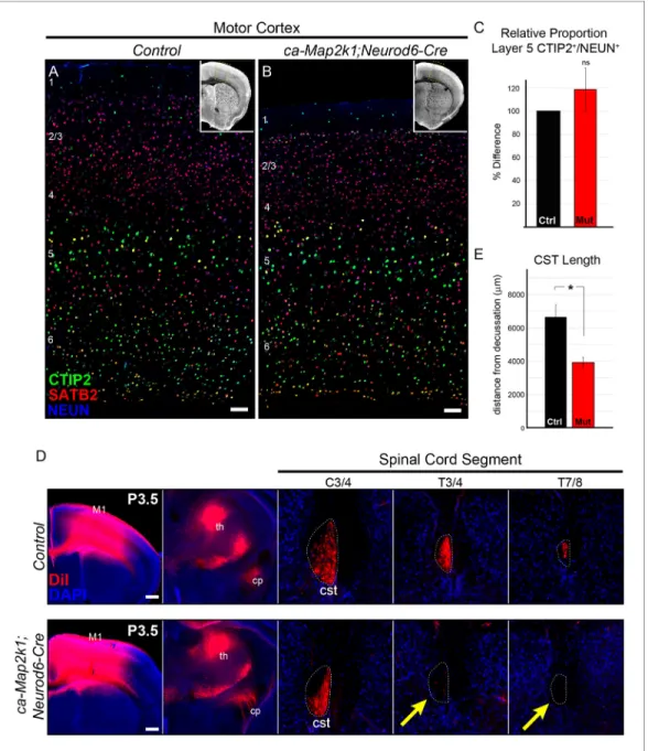 Figure 5. Gain of function ERK/MAPK signaling in ca-Map2k1;Neurod6-Cre mice decreases corticospinal extension into the spinal cord