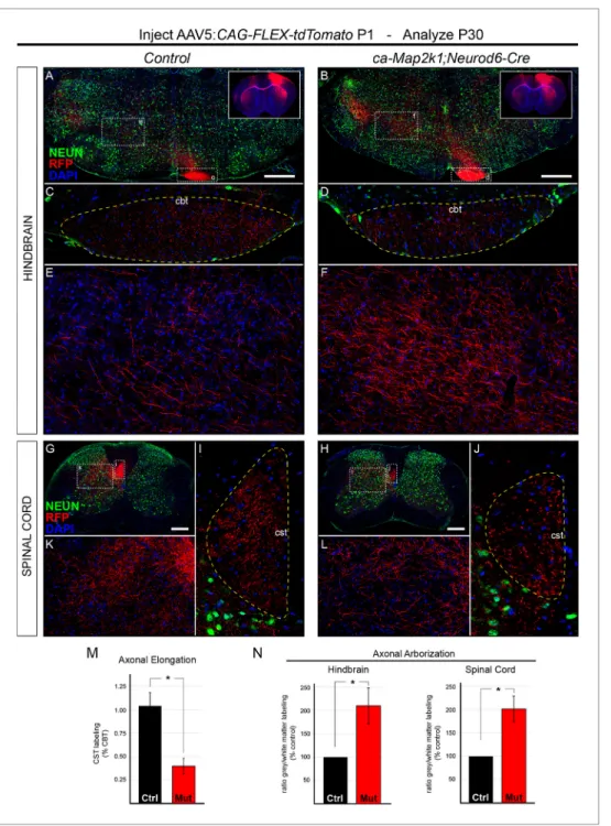 Figure 6. Hyperactivation of ERK/MAPK enhances axonal branching in the hindbrain and spinal cord
