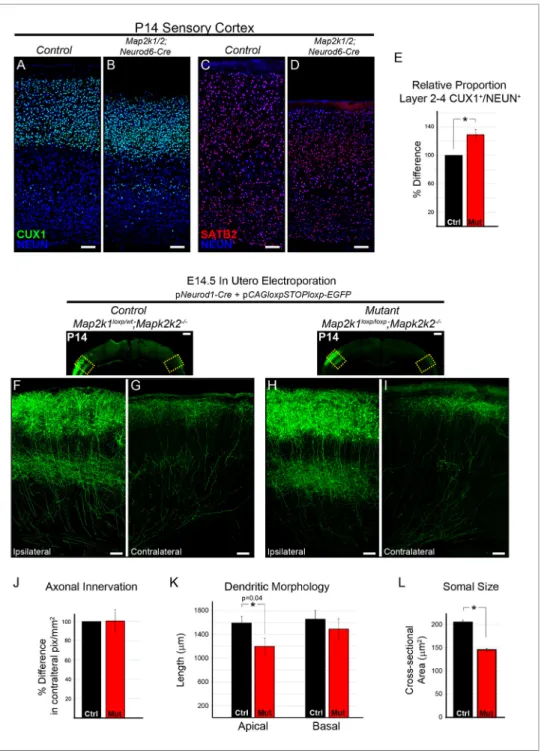 Figure 7. The differentiation and morphology of callosal projecting neurons in layer 2/3 does not require ERK/MAPK signaling during development