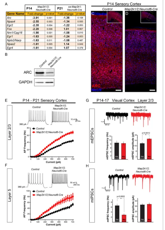 Figure 8. ERK/MAPK signaling promotes ARC expression and reduces neuron excitability in layer 2/3 and 5 pyramidal neurons during development