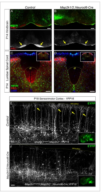 Figure 2. Corticospinal tract defects in Map2k1/2;Neurod6-Cre mice. (A–D) To further evaluate the loss of layer 5 projection neurons, we examined the expression of a well-established corticospinal tract marker, PKCg