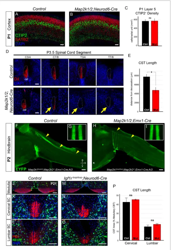 Figure 3. Layer 5 neuron corticospinal axon outgrowth requires ERK/MAPK signaling in vivo