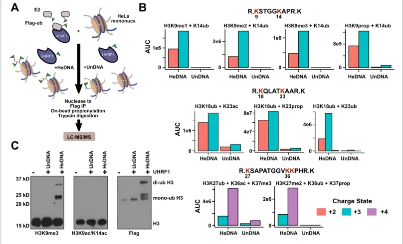 Figure 6. HeDNA stimulates UHRF1-directed ubiquitylation of multiple N-terminal lysines on histone H3