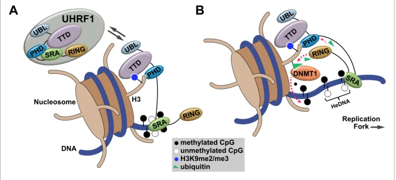 Figure 7. Proposed model for the contributions of DNA and histone recognition events to the DNA methylation regulatory function of UHRF1