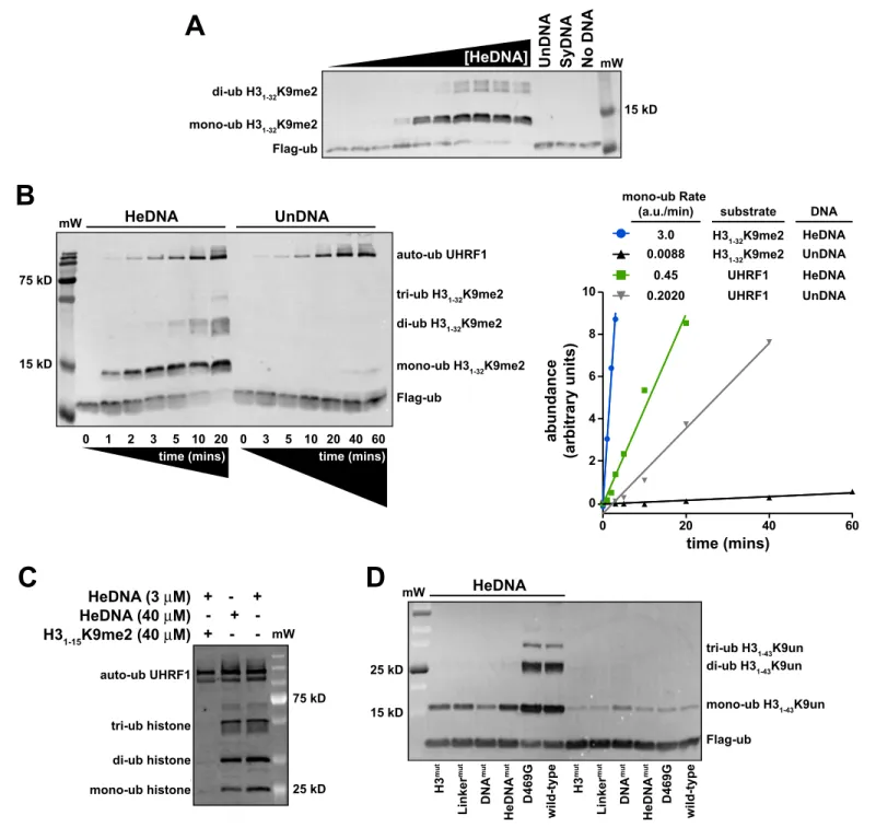 Figure 4. UHRF1-mediated histone H3 ubiquitylation is stimulated by substrate and HeDNA recognition