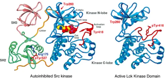 Figure 1.2  The structures of inactive and active Src family kinases. 