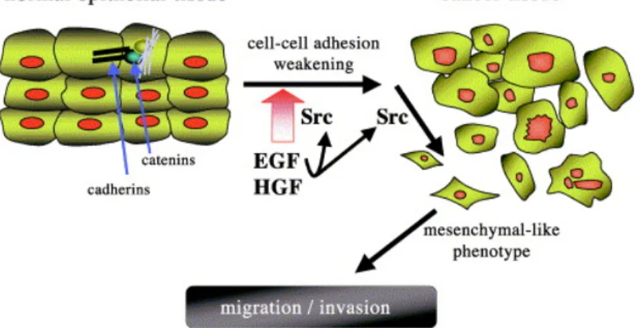 Figure  1.5   Src  mediate  EGF-  and  HGF-induced  epithelial-mesenchymal  transition  (EMT) and cell migration and invasion