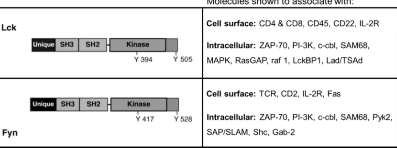 Table 1.2  Signaling molecules associated with Lck and FynT in T cells. 