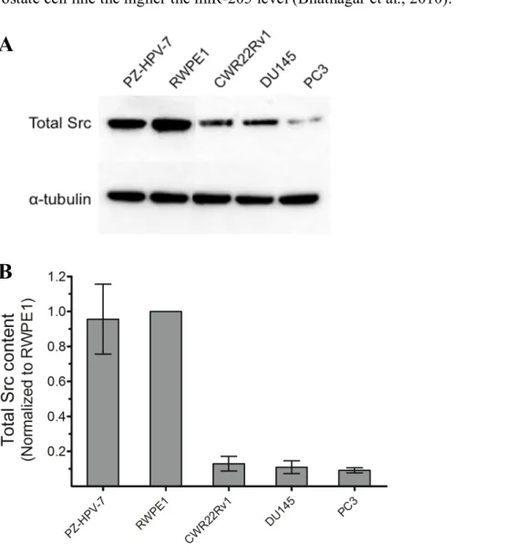 Figure  2.7  Src  protein  levels  in  PZ-HVP-7,  RWPE1,  DU145,  PC3  and  CWR22Rv1  prostate cell lines