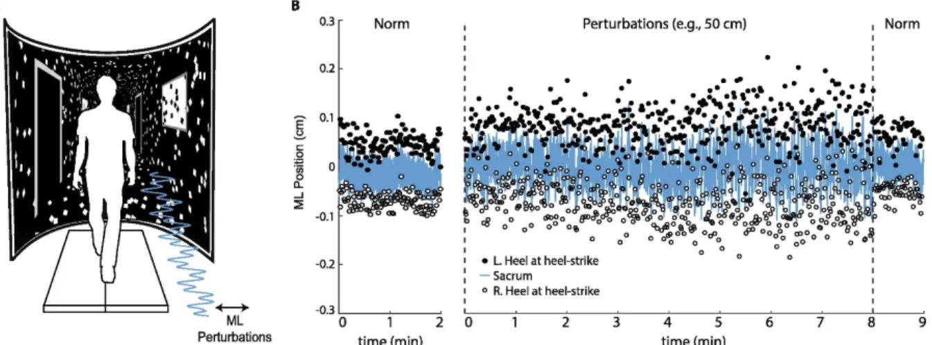 Fig. 1 (A) Subjects walked on a treadmill while watching a speed-matched, immersive  virtual hallway with and without continuous mediolateral optical flow perturbations of 