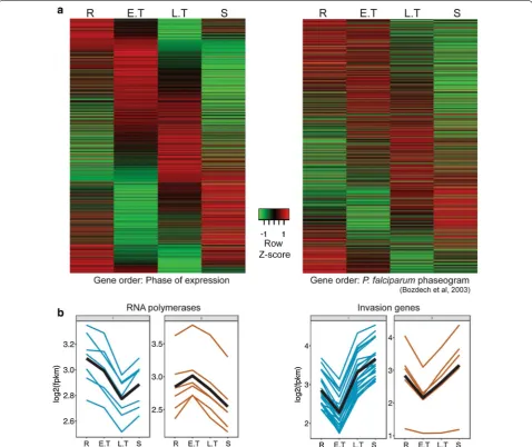 Fig. 2 Time-series transcriptome of the 24 h asexual cycle, each corresponding to a dominant population of rings (R), early trophozoites (E.T), late trophozoites (L.T) and schizonts (S) respectively