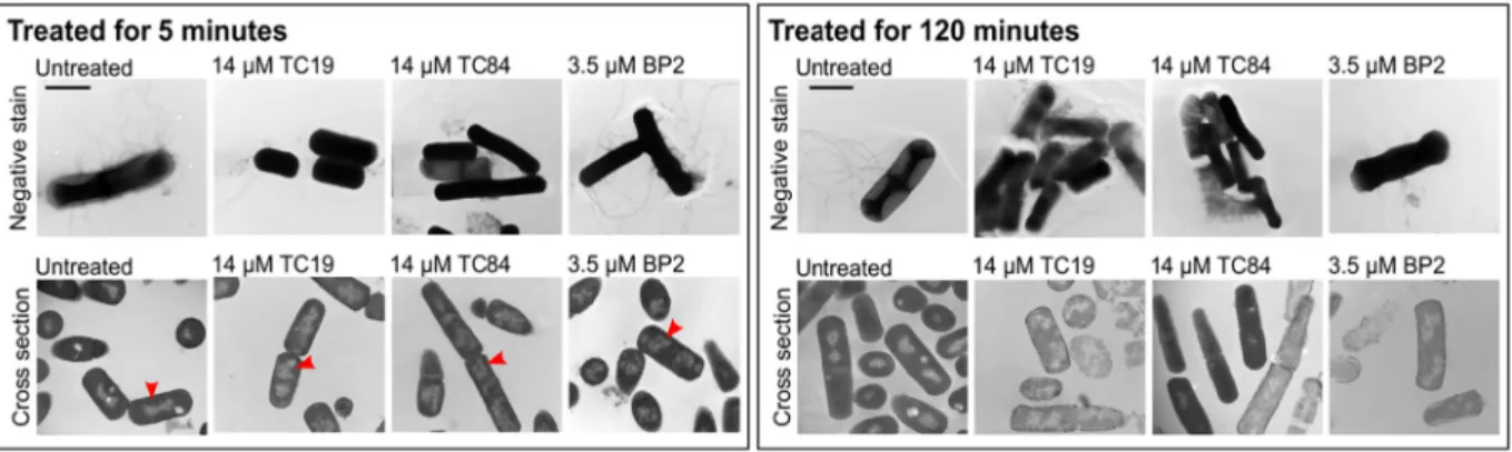 Fig. 6. Sytox Green staining of B. subtilis after peptide treatment. Sytox Green stained cells were visualized at the green emission wavelength with ﬂuorescence microscopy and quanti ﬁed with ﬂow cytometry