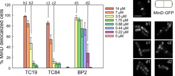 Fig. 7. Delocalization of membrane bound protein MinD after peptide treatment using B