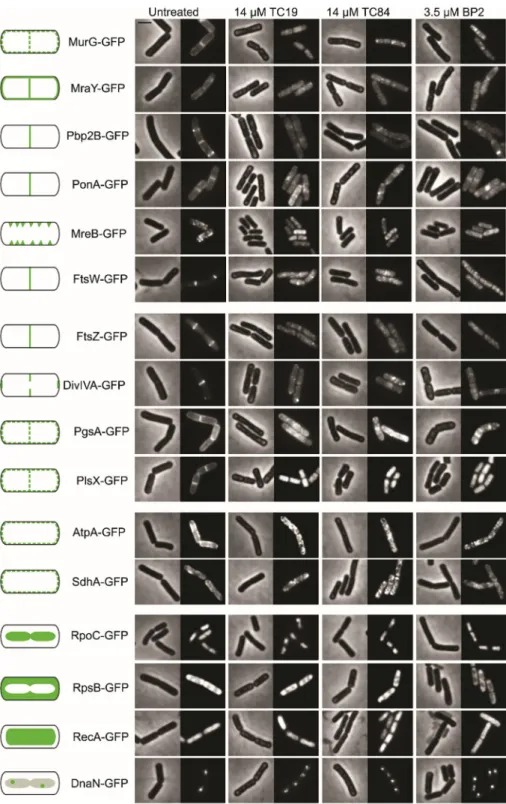 Fig. 8. Delocalization of proteins involved in various cellular processes after peptide treatment