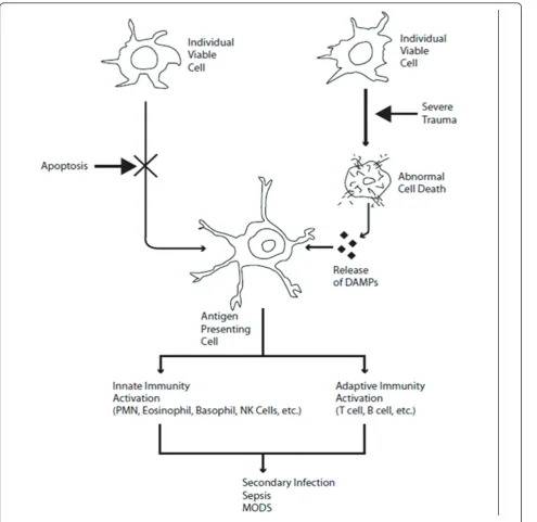 Figure 1 Immunologic Response to Severe Trauma.