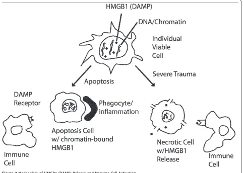 Figure 2 Mechanism of HMGB1 (DAMP) Release and Immune Cell Activation