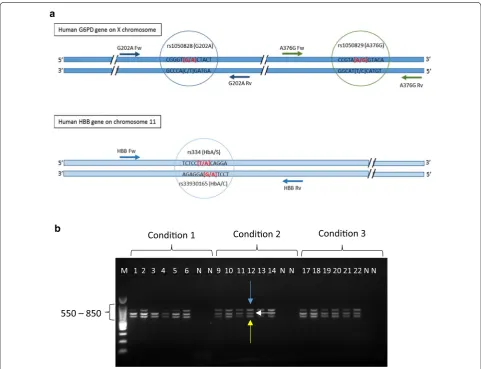 Fig. 1 Genomic location and amplification of SNP targets. a Top: Representation of the multi-exon G6PD gene on the X chromosome