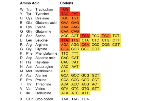 Figure 1 Genetic code and risk of acquiring nonsense mutations. The codons of the standard genetic code are listed along with the 20amino acids and the three stop codons