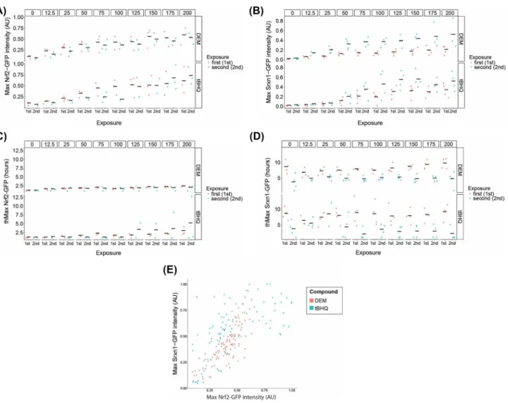 Fig. 6    Quantitative analysis of Nrf2 and Srxn1 activation dynamics  during first and second treatment periods