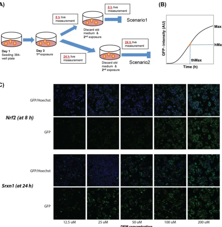 Fig. 1    Schematic representation of the in  vitro exposure scenarios  and metrics. a Schematic overview of the two exposure scenarios