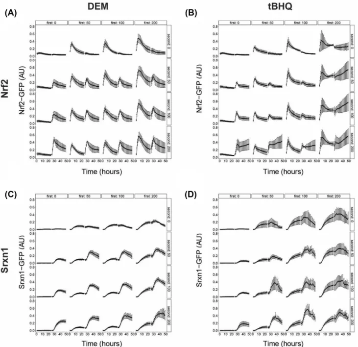 Fig. 4    Time–response curves of Nrf2 and Srxn1 activation for long  repeat exposure scenario (24 h + 24 h)